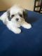 Shorkie Puppies for sale in Omaha, NE, USA. price: $800