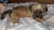 Shorkie Puppies for sale in Morganton, NC 28655, USA. price: NA
