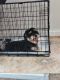 Shorkie Puppies for sale in Willingboro, NJ 08046, USA. price: $1,400