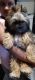 Shorkie Puppies for sale in Brockton, MA, USA. price: NA