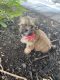 Shorkie Puppies for sale in Denver, CO, USA. price: NA