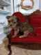 Shorkie Puppies for sale in Colorado Springs, CO, USA. price: NA