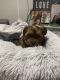 Shorkie Puppies for sale in Lawrenceville, GA, USA. price: $500