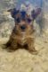 Shorkie Puppies for sale in Wallace, MI 49893, USA. price: $1,500