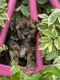 Shorkie Puppies for sale in Coshocton, OH 43812, USA. price: $800