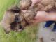 Shorkie Puppies for sale in Fort Wayne, IN, USA. price: $950