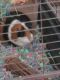 Short haired Guinea Pig Rodents for sale in Jefferson City, MO, USA. price: $25