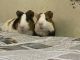 Short haired Guinea Pig Rodents