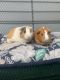 Short haired Guinea Pig Rodents for sale in Salisbury, IL 62677, USA. price: NA
