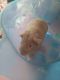 Short haired Guinea Pig Rodents for sale in Saluda, SC 29138, USA. price: NA