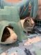 Short haired Guinea Pig Rodents