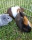 Short haired Guinea Pig Rodents for sale in Fayetteville, NC, USA. price: NA
