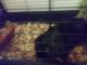 Short haired Guinea Pig Rodents for sale in Boothwyn, PA, USA. price: NA