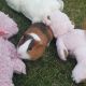 Short haired Guinea Pig Rodents for sale in Gig Harbor, WA, USA. price: $30