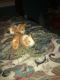 Short haired Guinea Pig Rodents for sale in Danville, VA, USA. price: NA