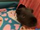 Short haired Guinea Pig Rodents for sale in Colleyville, TX 76034, USA. price: $100