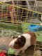Short haired Guinea Pig Rodents for sale in 3226 Scenic Shore Dr, Seabrook, TX 77586, USA. price: $25