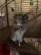 Short-tailed Chinchilla Rodents
