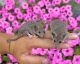 Short Tailed Opossum Animals for sale in Millersburg, OH 44654, USA. price: NA
