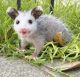 Short Tailed Opossum Animals