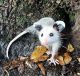Short Tailed Opossum Animals for sale in Washington, DC, USA. price: NA