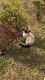 Siamese Cats for sale in Pensacola, FL, USA. price: NA