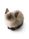 Siamese Cats for sale in Braymer, MO 64624, USA. price: NA