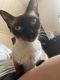 Siamese Cats for sale in Etowah, TN 37331, USA. price: $400
