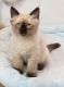 Siamese Cats for sale in Almont, MI 48003, USA. price: $350