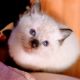 Siamese Cats for sale in Seymour, WI 54165, USA. price: $500