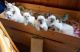 Siamese Cats for sale in New York, NY 10011, USA. price: NA
