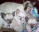 Siamese Cats for sale in Chicago, IL 60614, USA. price: $699