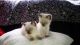 Siamese Cats for sale in Portland, OR 97206, USA. price: $500