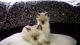 Siamese Cats for sale in Portland, OR 97206, USA. price: $500