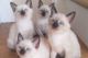 Siamese Cats for sale in Portland, OR 97229, USA. price: $690