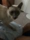 Siamese Cats for sale in Keystone Heights, FL 32656, USA. price: NA