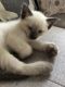Siamese Cats for sale in Killeen, TX, USA. price: $100