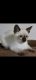 Siamese Cats for sale in Columbia City, IN 46725, USA. price: NA