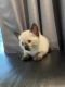 Siamese Cats for sale in Feeding Hills, Agawam, MA 01030, USA. price: $1,000