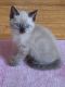 Siamese Cats for sale in Castaic, CA 91384, USA. price: NA