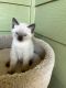 Siamese Cats for sale in Salem, OR 97304, USA. price: $400
