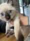 Siamese Cats for sale in Harwinton, CT 06791, USA. price: $1,200