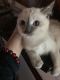 Siamese Cats for sale in Lancaster, PA, USA. price: $350