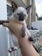 Siamese Cats for sale in Webster, NY 14580, USA. price: NA