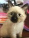 Siamese Cats for sale in 1200 S Riordan Ranch St, Flagstaff, AZ 86001, USA. price: NA