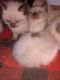 Siamese Cats for sale in North Troy, Troy, VT 05859, USA. price: NA