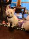 Siamese Cats for sale in Akron, OH, USA. price: NA