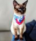 Siamese Cats for sale in South San Francisco, CA 94080, USA. price: NA