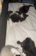 Siamese Cats for sale in New York, NY, USA. price: $250