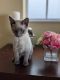 Siamese Cats for sale in South San Francisco, CA 94080, USA. price: NA